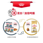 Royal Canin法國皇家布偶成貓配方 RD